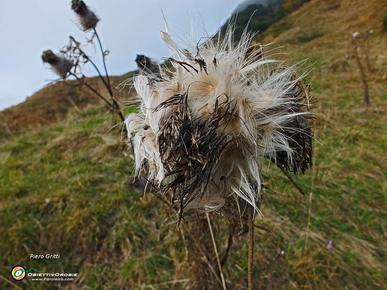 89 Fiore in essiccazione autunnale.JPG